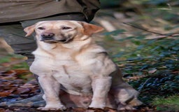 Labrador Retriever dogs for sale: 9 KC Registered Fox Red Labrador Puppies  - Image 10