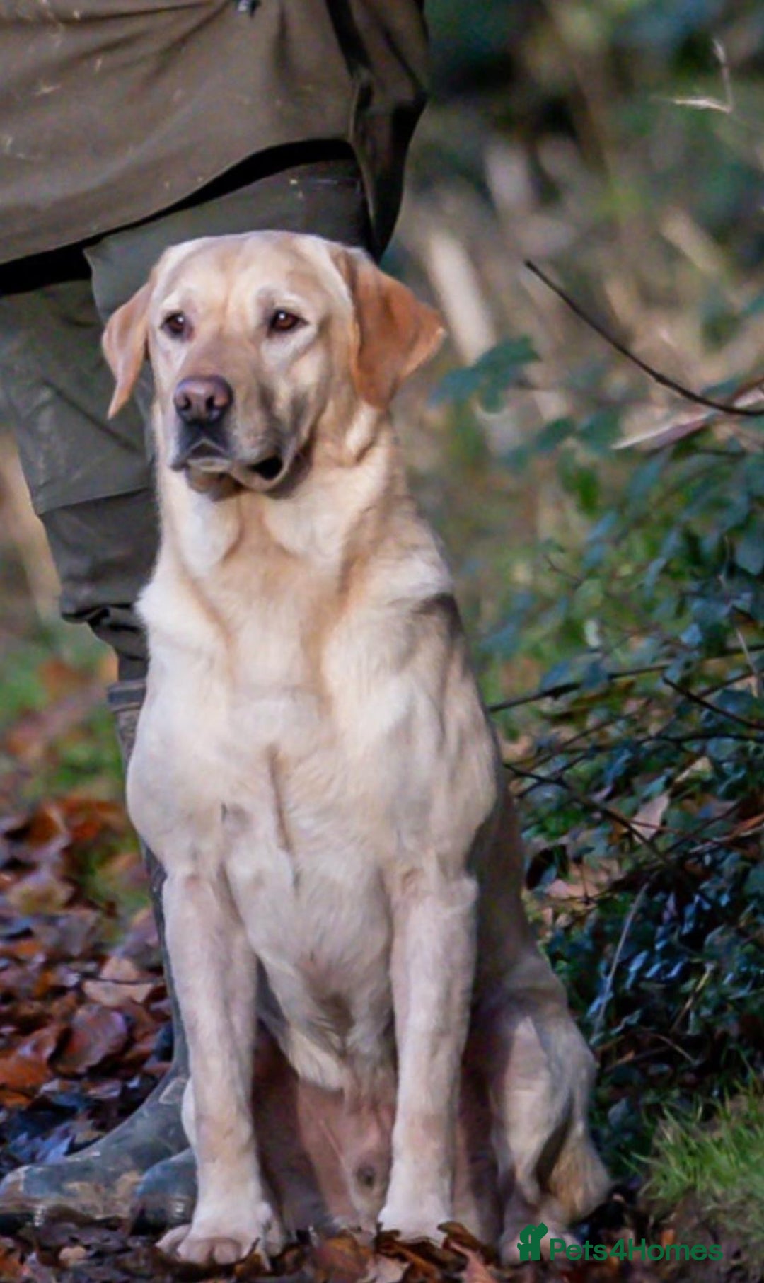 Labrador Retriever dogs for sale: 9 KC Registered Fox Red Labrador Puppies  - Image 10