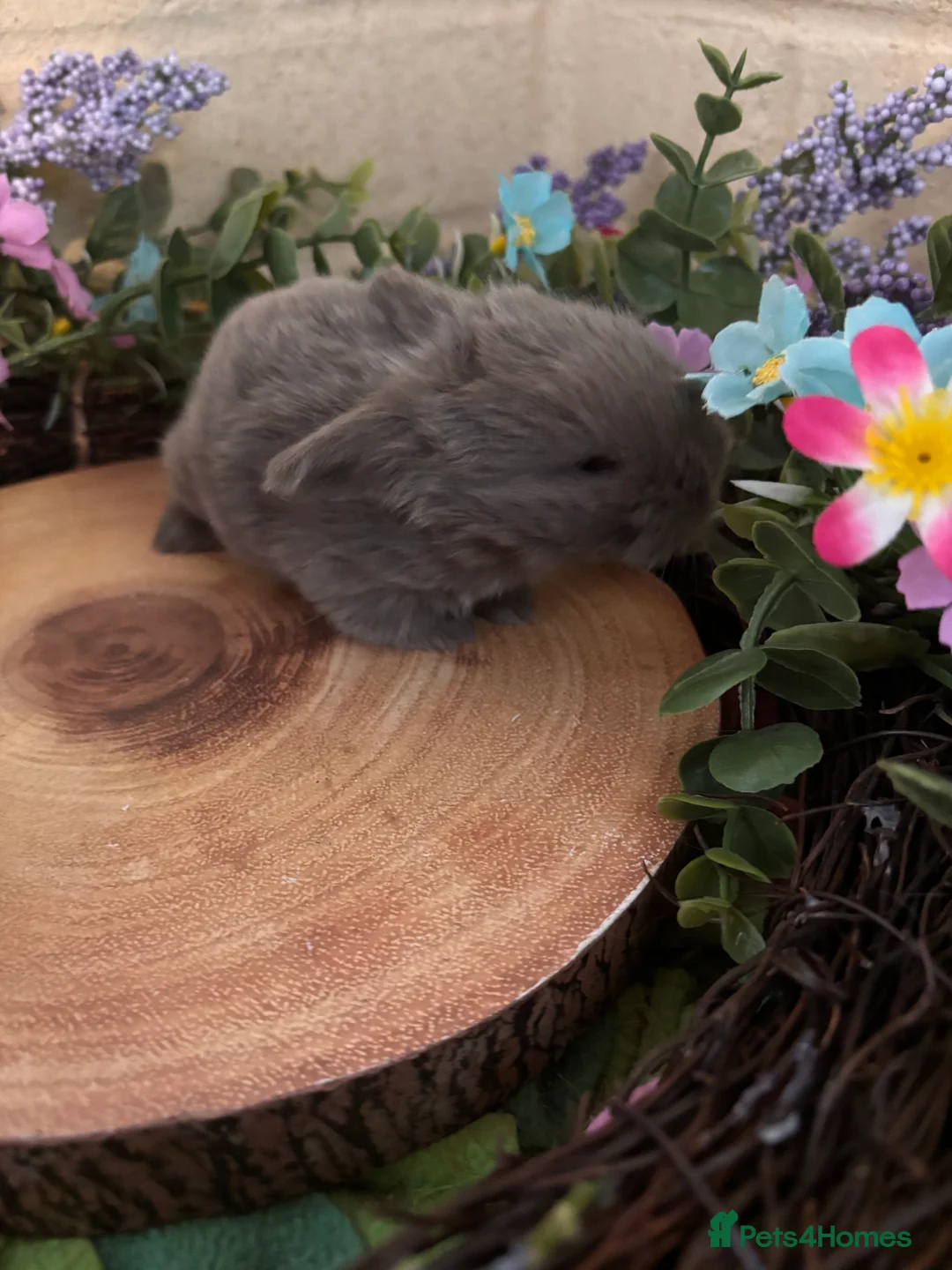 Mini Lop rabbits for sale: Mini lops  - Advert 2