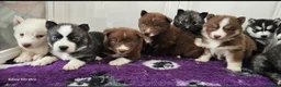 Siberian Husky dogs for sale: Ready to go ! Siberian Husky - Advert 29