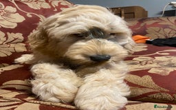 Cockapoo dogs for sale: Beautiful cockadoodle female puppy  - Image 4