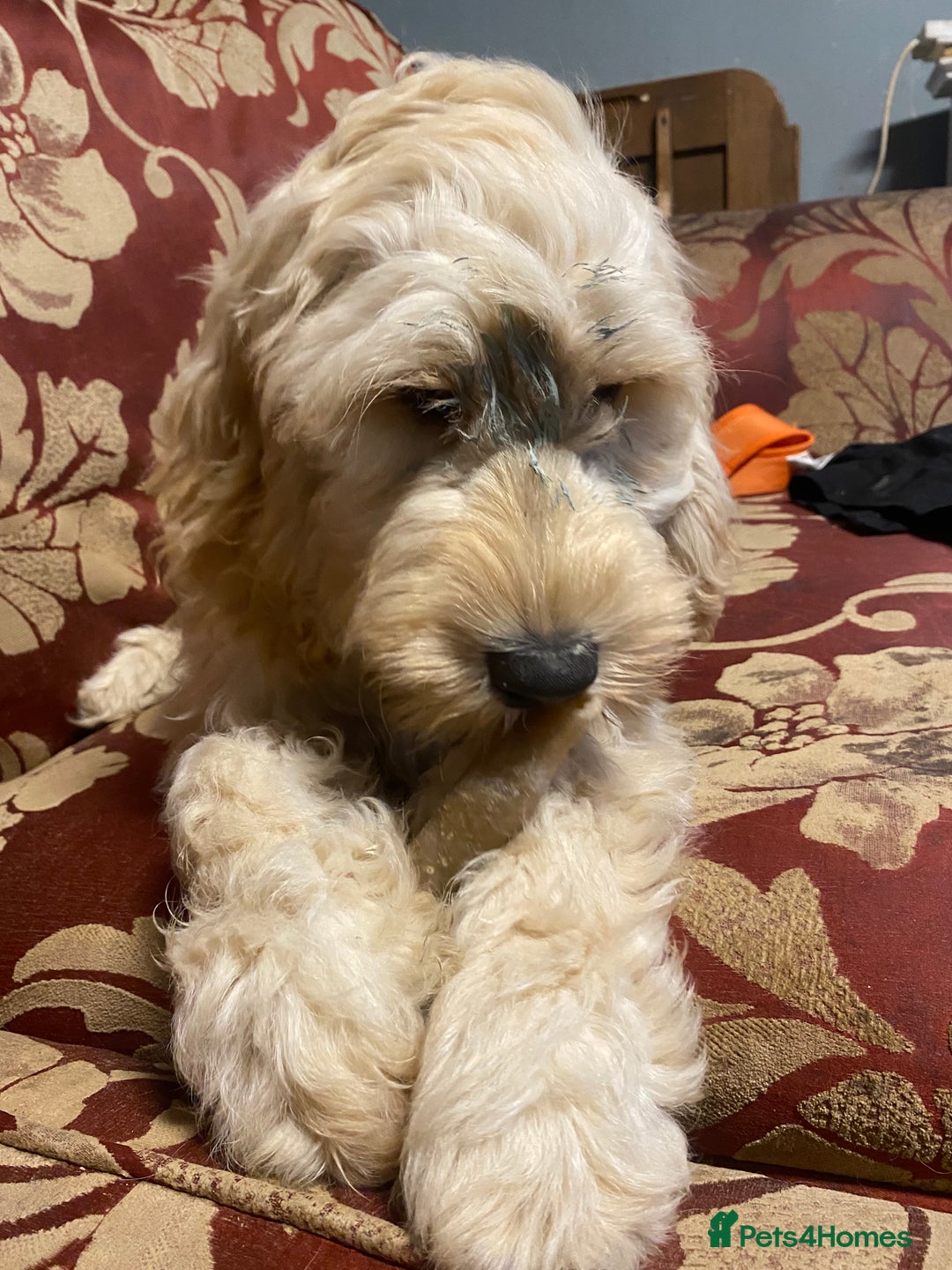 Cockapoo dogs for sale: Beautiful cockadoodle female puppy  - Image 4