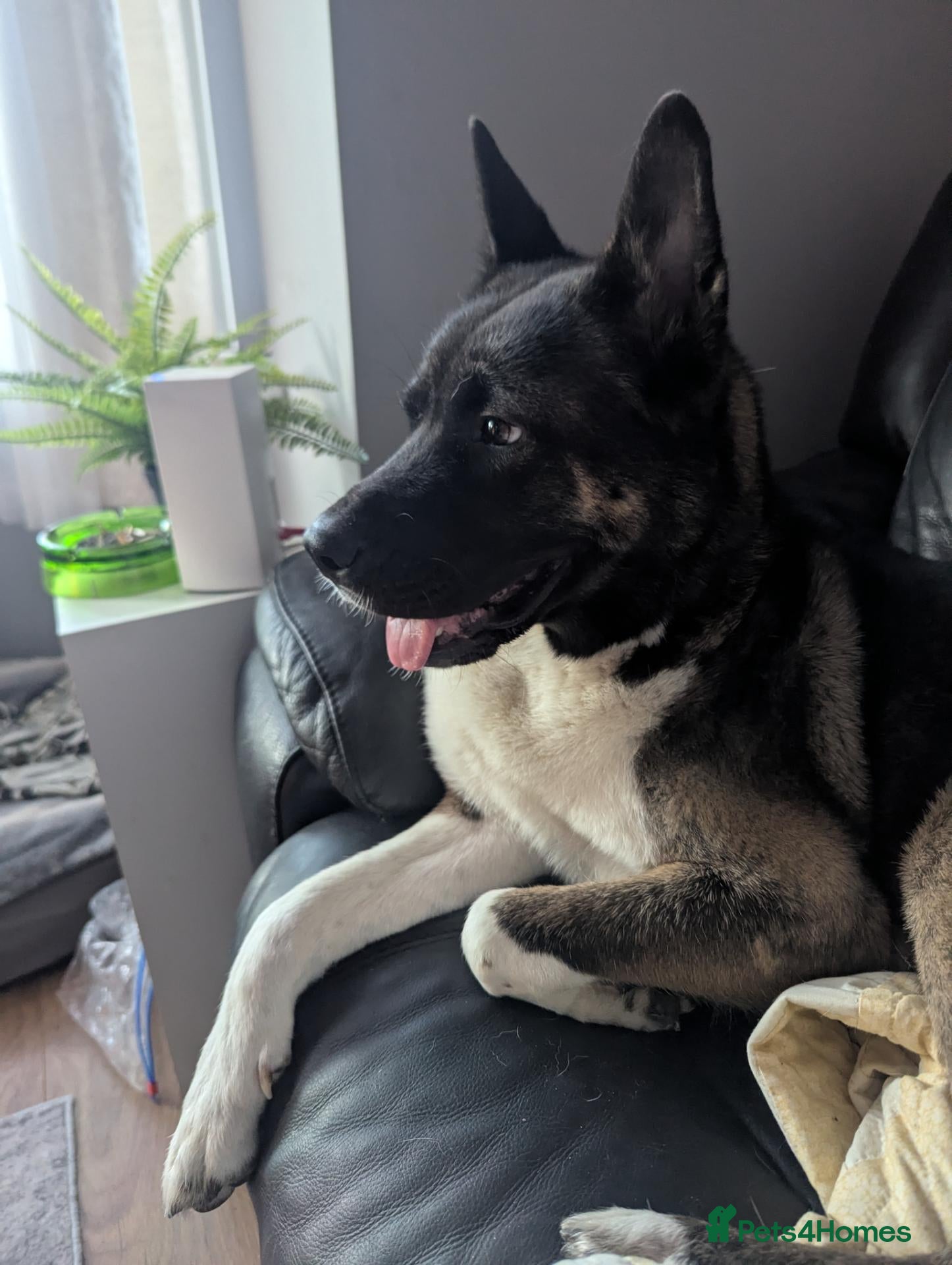 Mixed Breed dogs Stunning WolfAkita Pups – 1 Boy/1 Girl Ready now!  - Advert 2