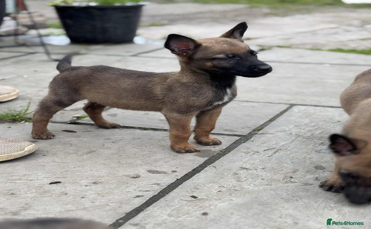 Belgian Shepherd Dog dogs - Advert 8