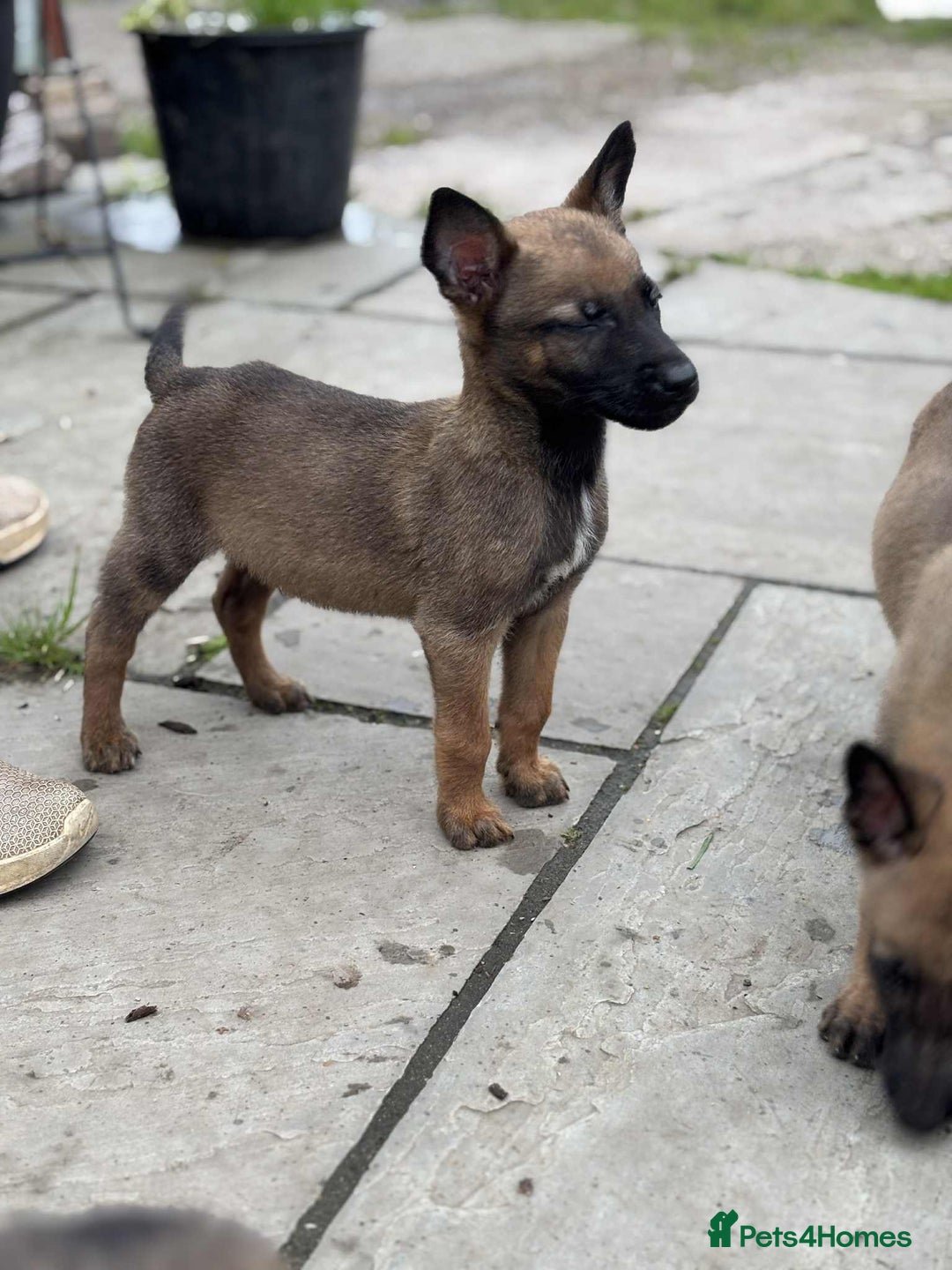 Belgian Shepherd Dog dogs for sale: Belgian shepherd pups - Image 1