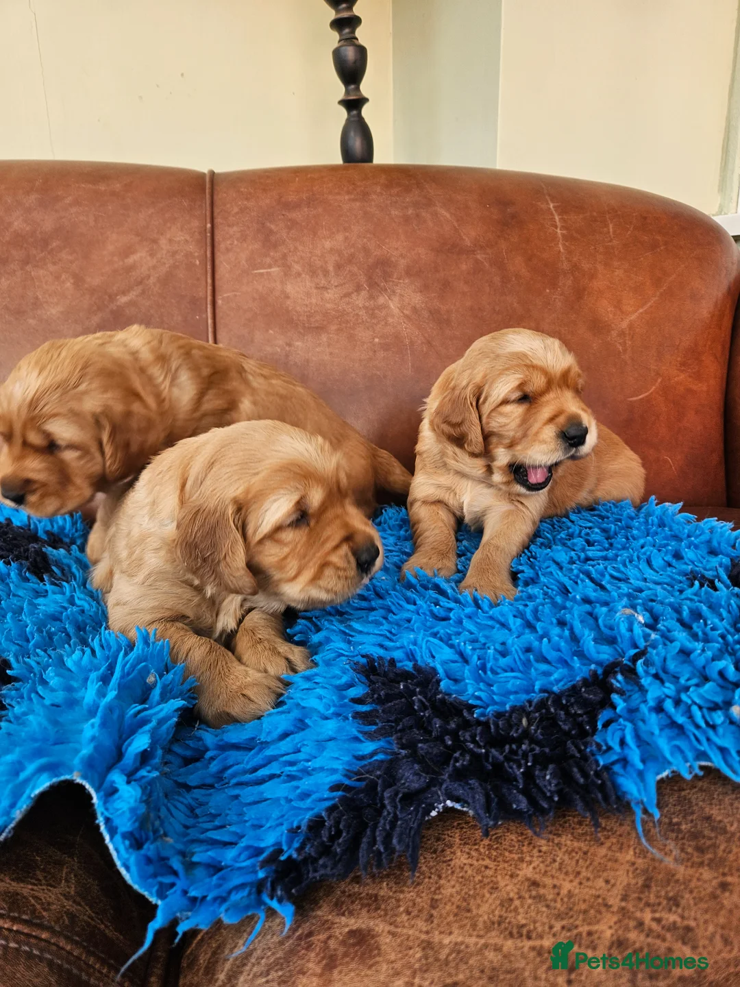Golden Retriever dogs for sale: 5 star reg breeder parents health tested kc reg - Advert 1