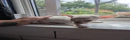 Chihuahua dogs for sale: 2 STUNNING WHITE BOYS READY NOW - Advert 7
