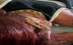 Snake reptiles for sale: Western hognose 3 years old with full setup. - Image 2