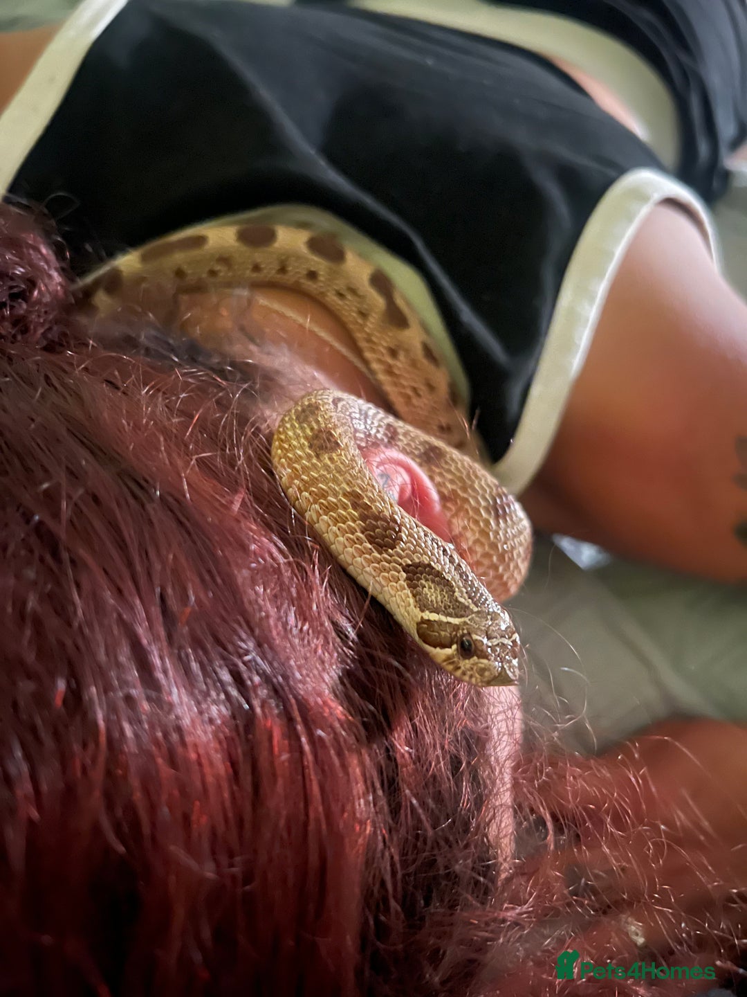 Snake reptiles for sale: Western hognose 3 years old with full setup. - Image 2