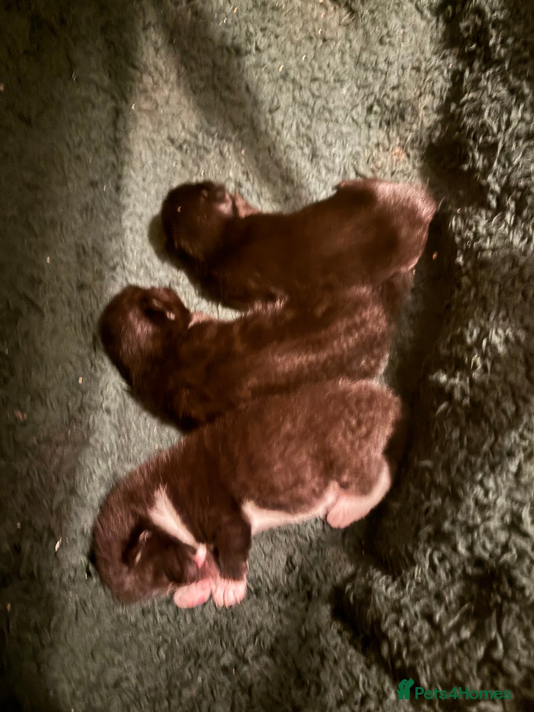 Mixed Breed cats for sale: Black and white kittens  - Advert 2