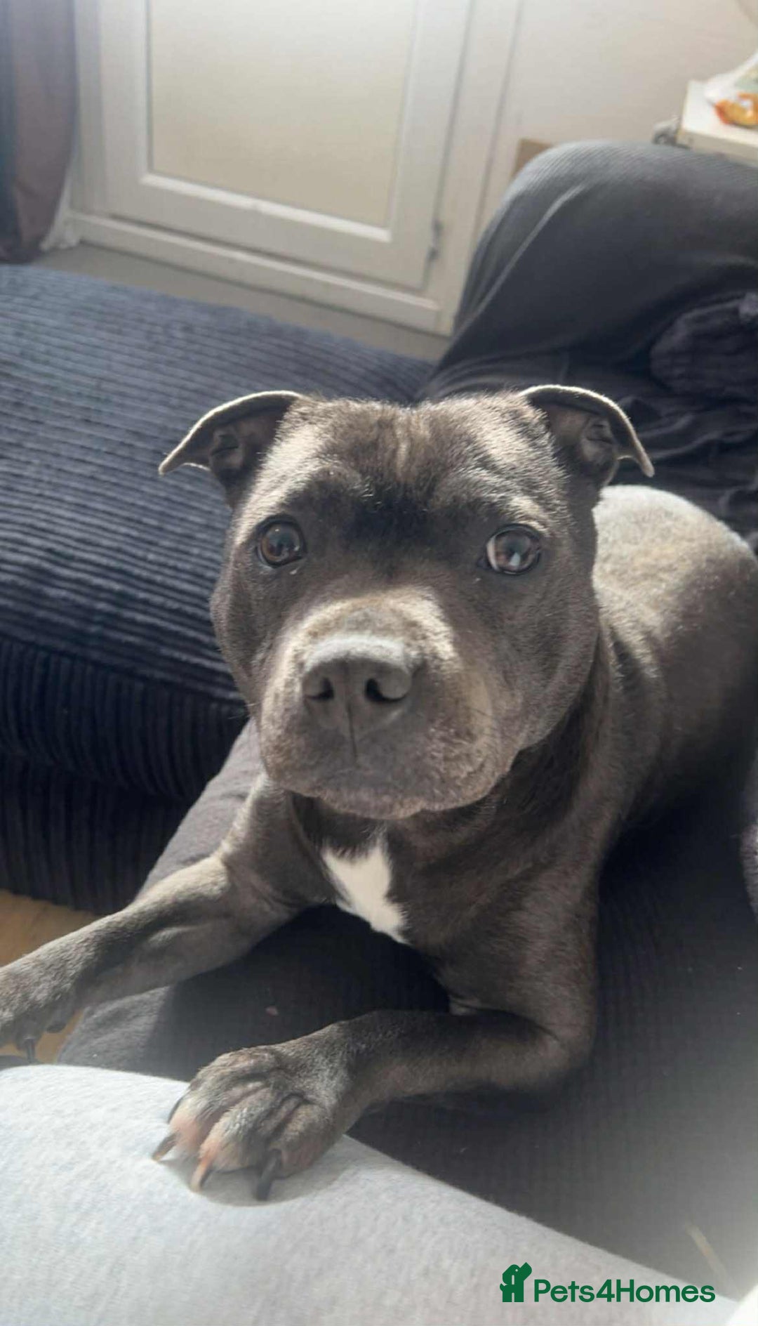 Staffordshire Bull Terrier dogs for sale: Beautiful little of 4 pups 2 girls 2 boys - Advert 2