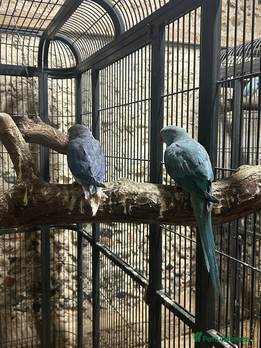 Ringnecks birds for sale: Ringneck parakeet  - Advert 4