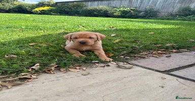 Labrador Retriever dogs - Advert 11
