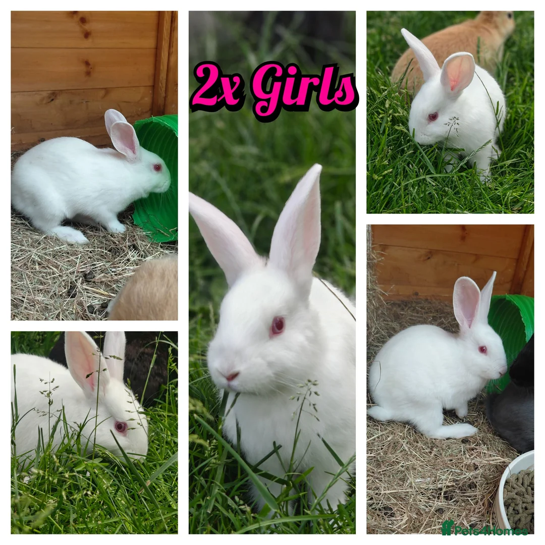 New Zealand rabbits for sale: 🐰 Baby Rabbits Ready for Their Forever Homes 🐰 - Advert 2