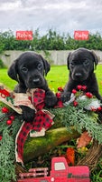 Labrador Retriever dogs - Advert 16