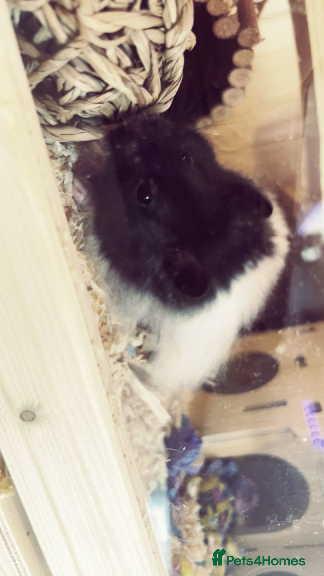 Hamster rodents for sale: playful hamster for sale. - Image 3