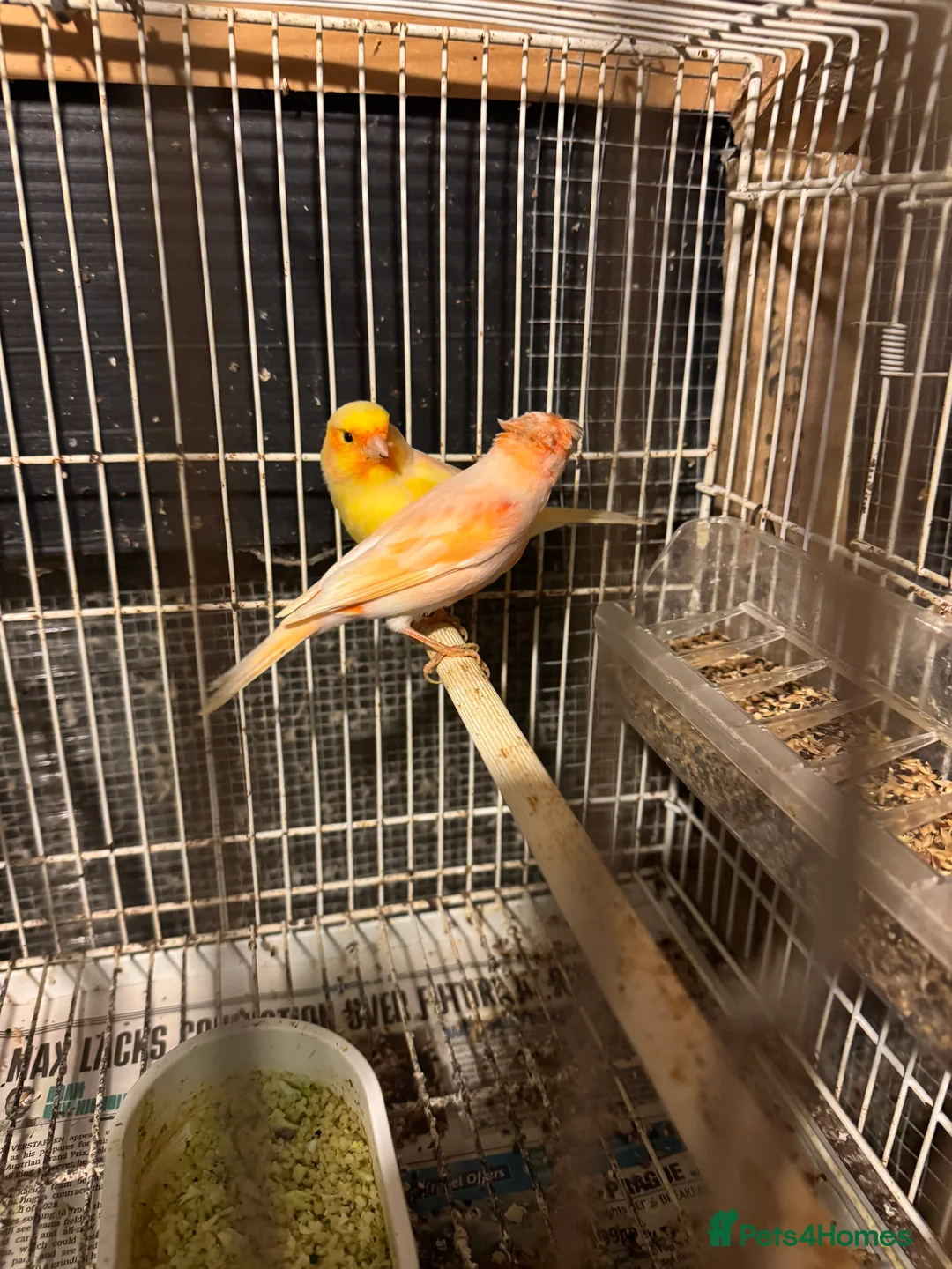 Canaries birds for sale: Canary for sale - Advert 5