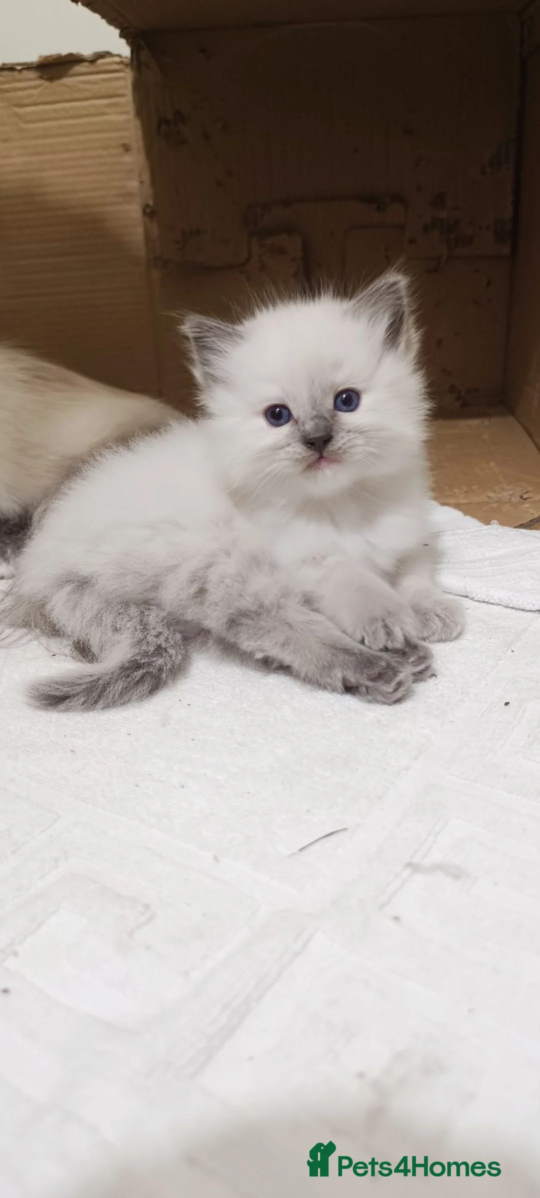 Ragdoll cats for sale: Pretty Ragdoll kittens - Advert 2