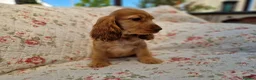 Cocker Spaniel dogs for sale: KC Pedigree Show Cocker Spaniel Puppies - Advert 3