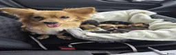 Pomchi dogs for sale:  🤍Prestige Pomchi Puppies🤍 in Halesowen - Advert 2