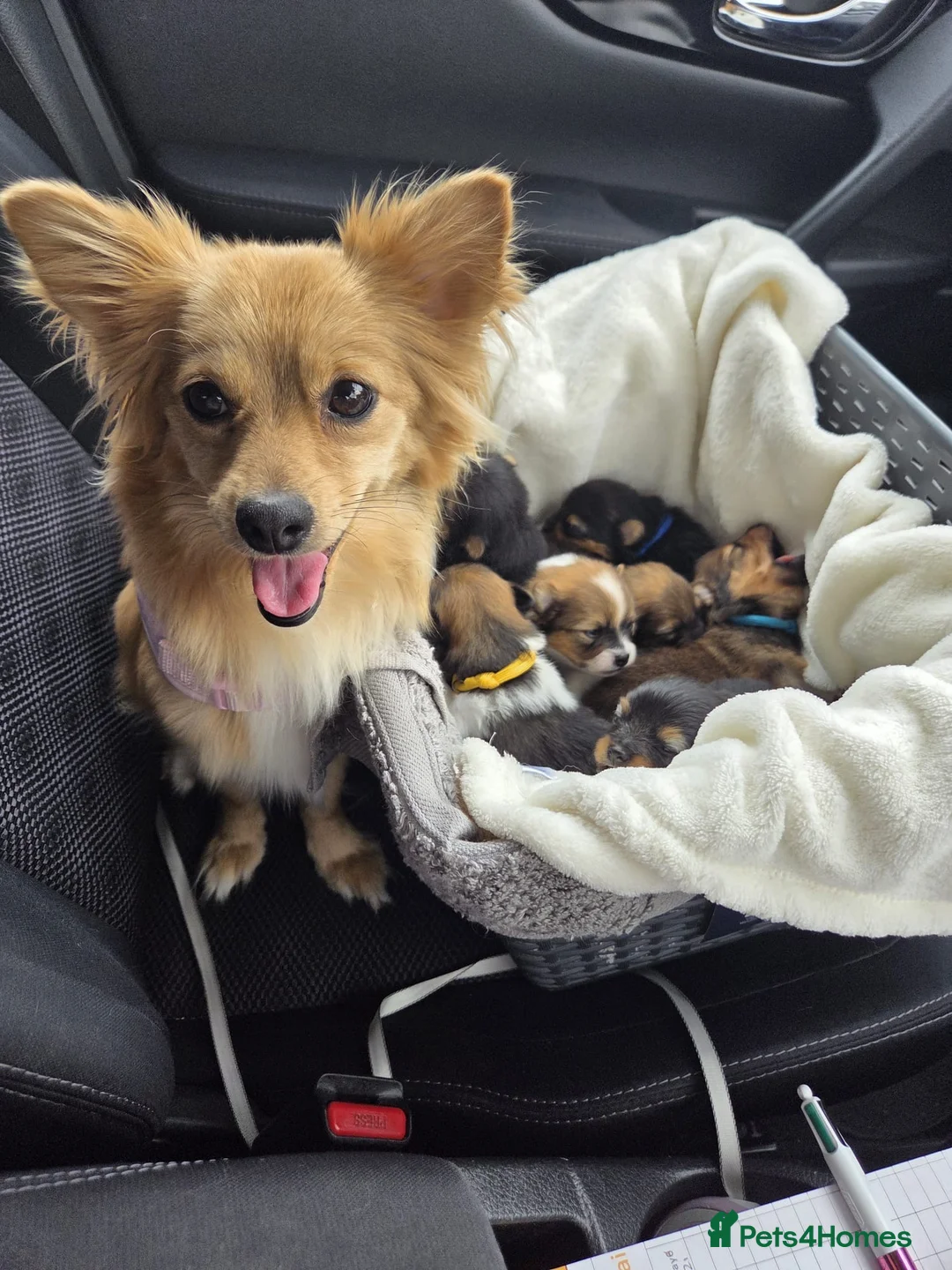 Pomchi dogs for sale:  🤍Prestige Pomchi Puppies🤍 in Halesowen - Advert 2