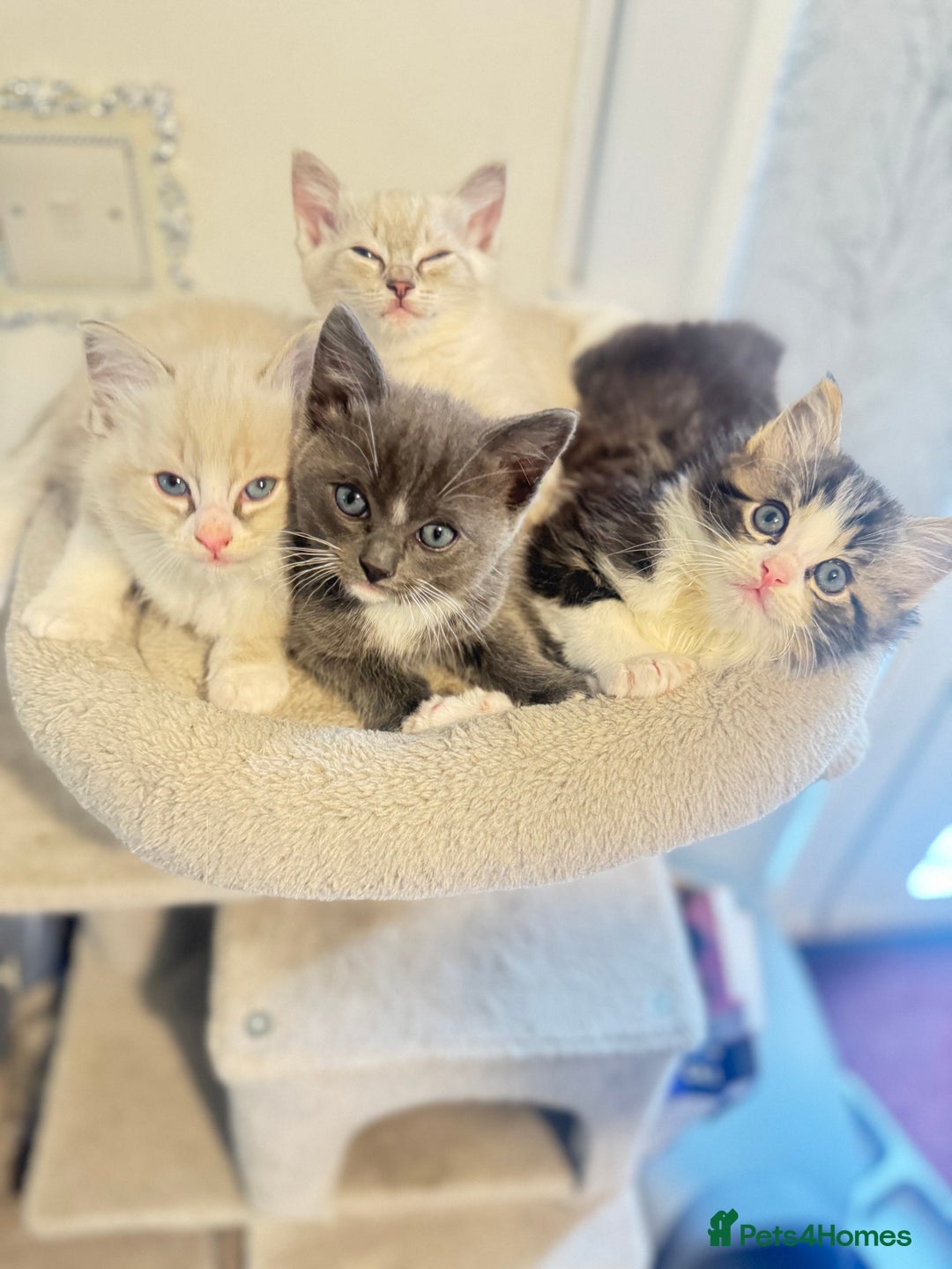 Ragdoll cats for sale: Beautiful Ragdoll Kittens - Advert 1
