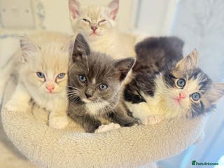 Ragdoll cats Beautiful Ragdoll Kittens - Advert 5