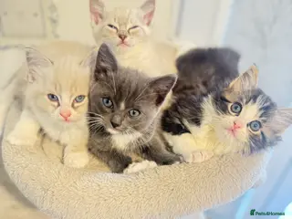 Ragdoll cats Beautiful Ragdoll Kittens - Advert 5