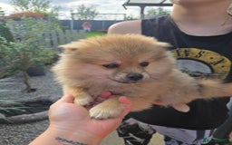 Pomeranian dogs for sale: Pomeranian puppies  in Nelson - Image 6