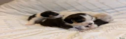 Beagle dogs for sale: KC reg beagle puppies.  - Advert 4