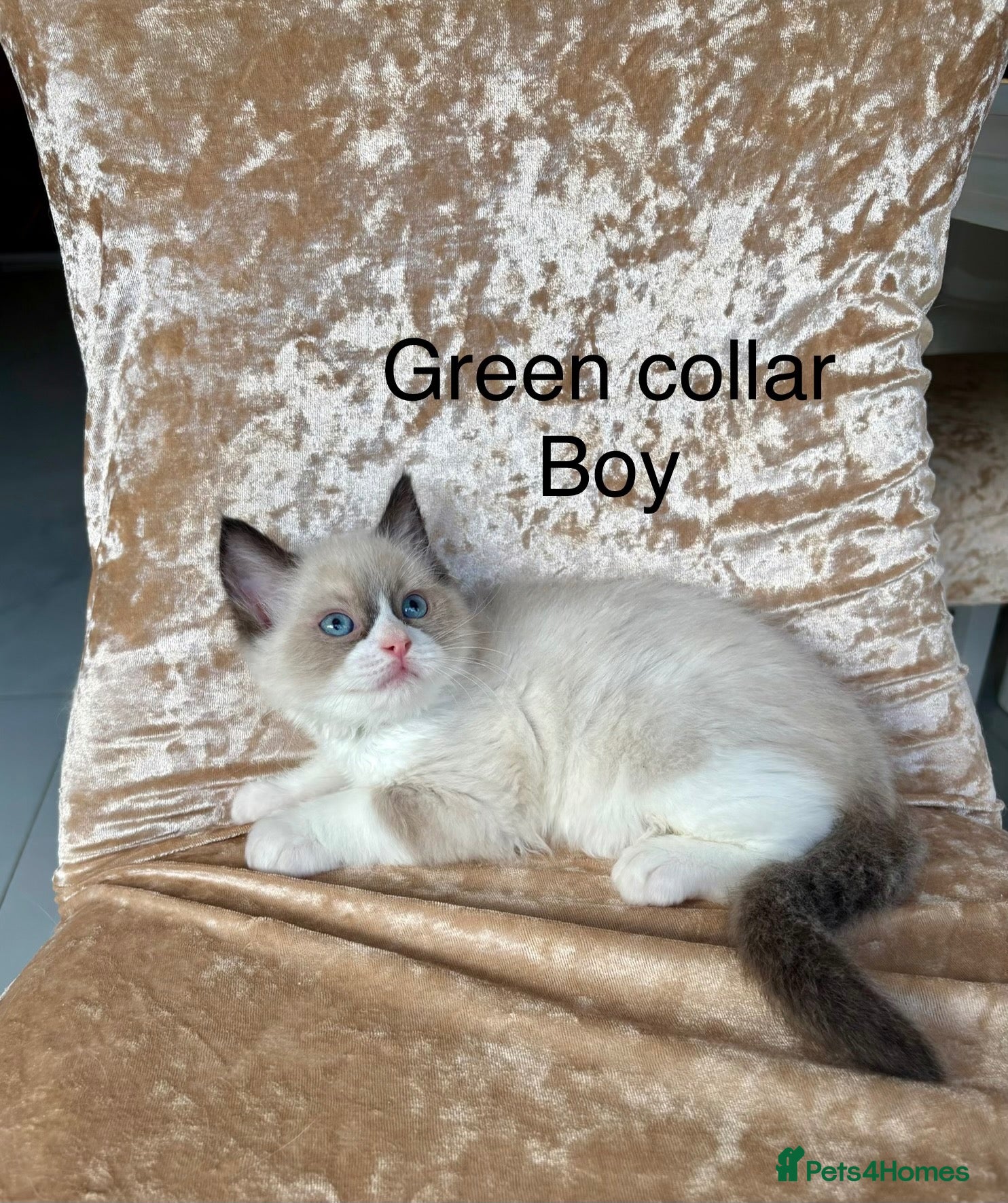 Ragdoll cats Beautiful ragdoll kittens  - Advert 2