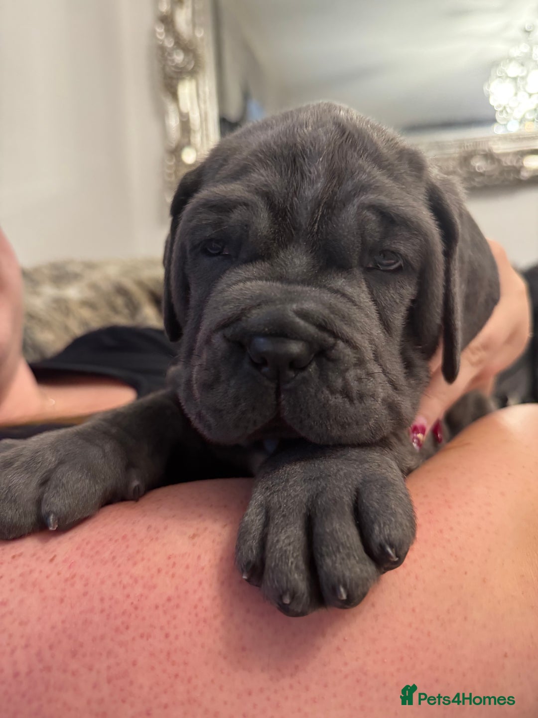 Mastiff dogs for sale: Mastiff puppies (Neapolitan) - Advert 23