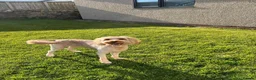 Cockapoo dogs for sale: F1b cockerpoo puppy’s  - Advert 3