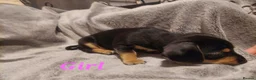 Chiweenie dogs for sale: Chiweenie puppies for sale in Bristol - Advert 11
