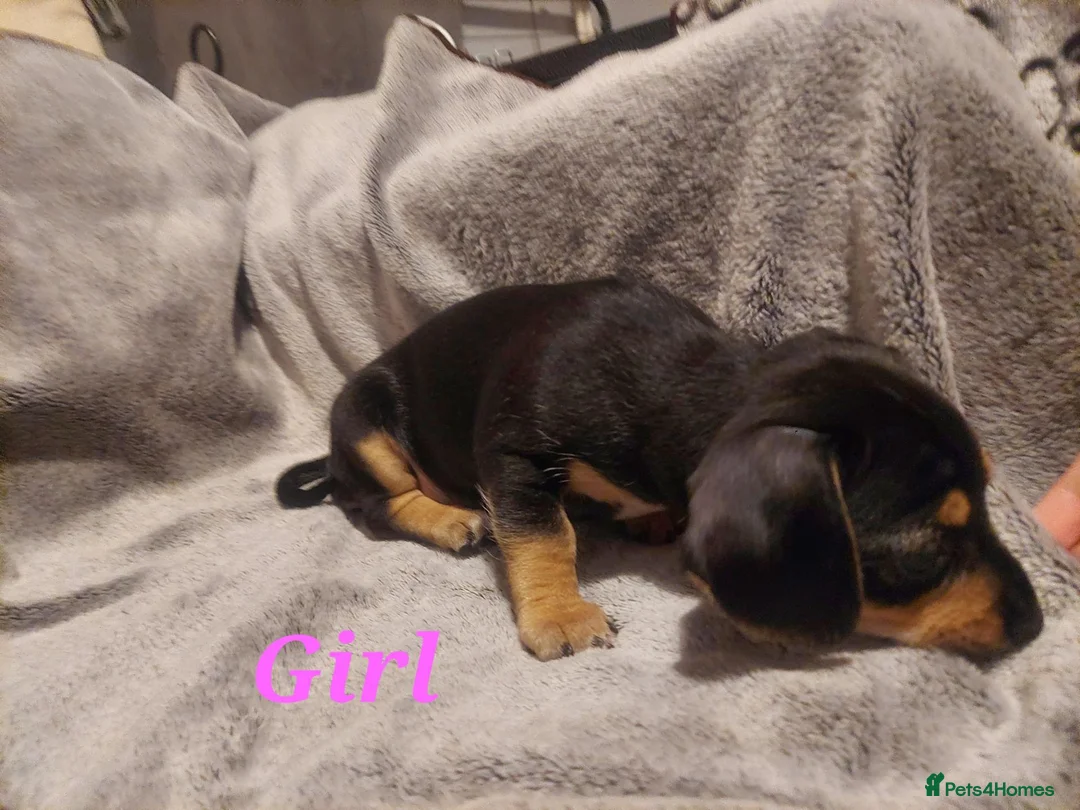 Chiweenie dogs for sale: Chiweenie puppies for sale in Bristol - Advert 11