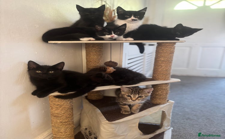 Domestic Shorthair cats - Advert 2