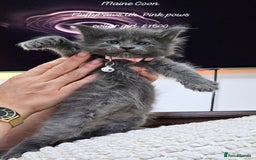 Maine Coon cats for sale: Maine Coons FluffyPaws.Uk  - Image 18