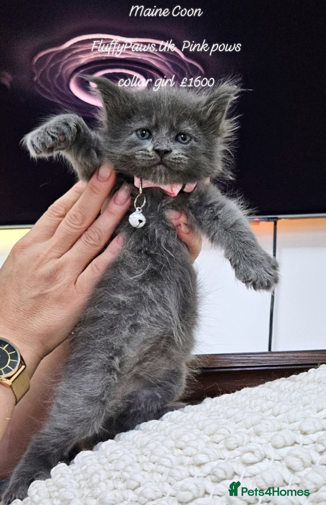 Maine Coon cats for sale: Maine Coons FluffyPaws.Uk  - Image 18