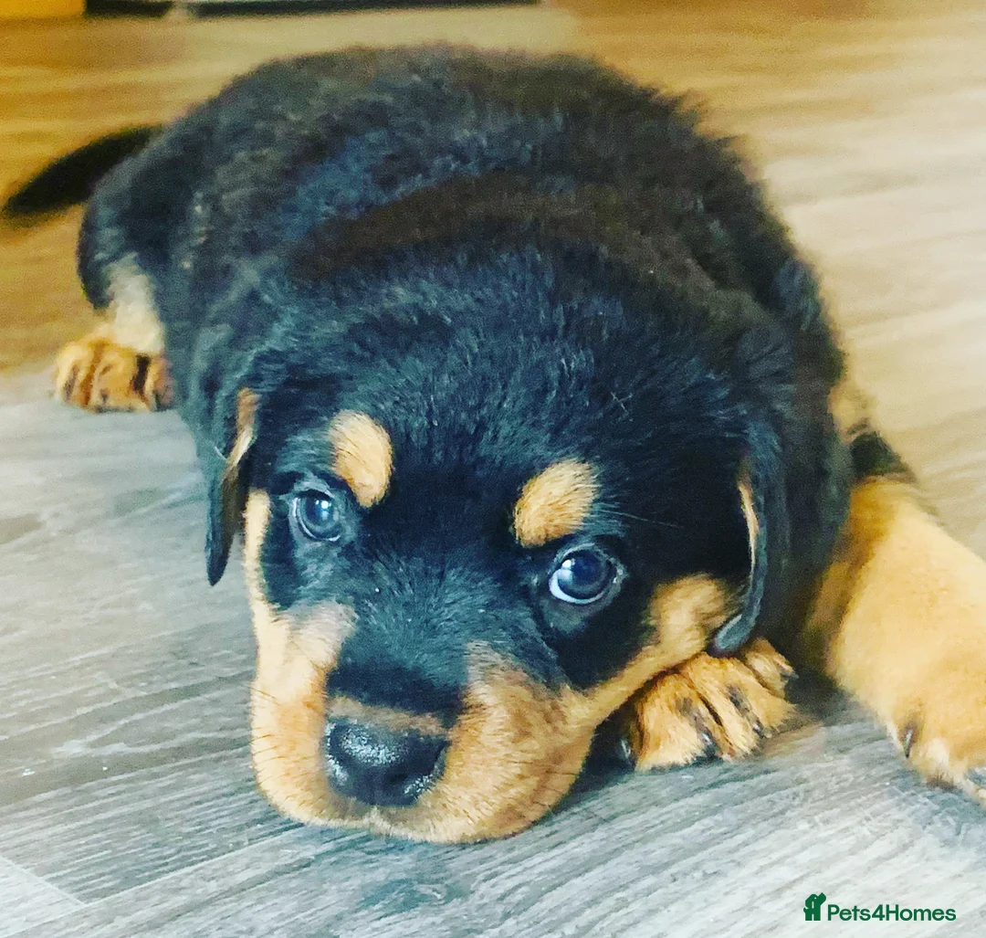 Rottweiler dogs for stud: MALE ROTTWEILER FOR STUD ONLY  - Advert 17