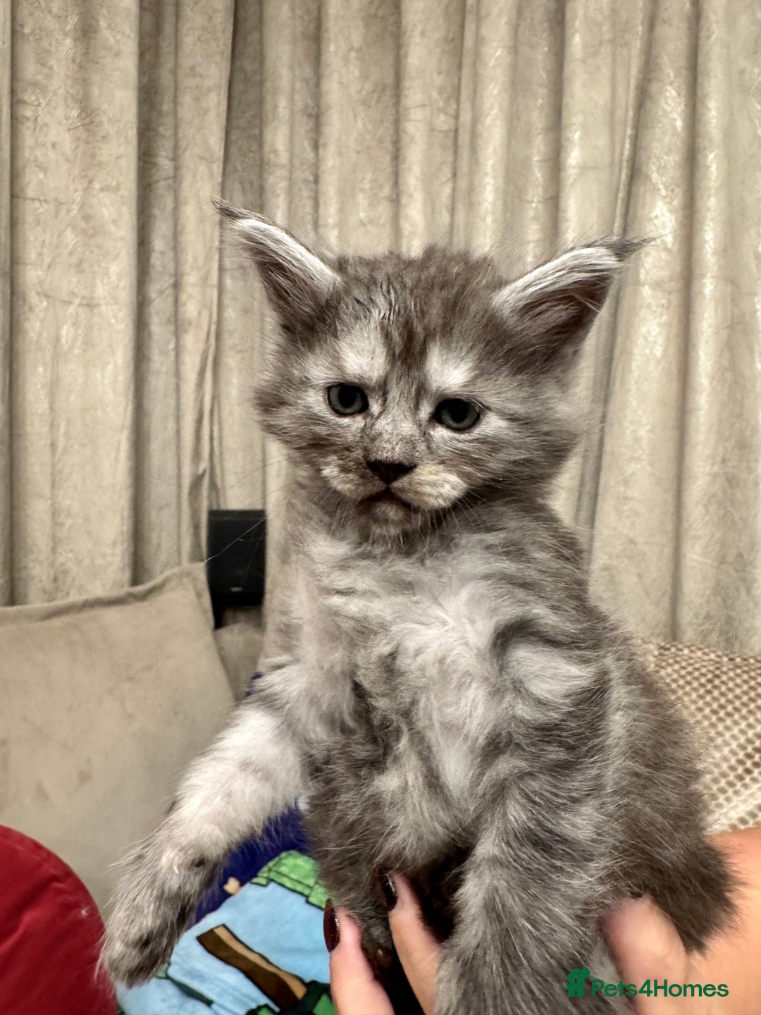 Maine Coon cats for sale: Maine coon kittens - Advert 15