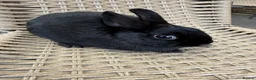 Netherland Dwarf rabbits for sale: 4 Adorable Dwarf Bunnies  - Advert 8