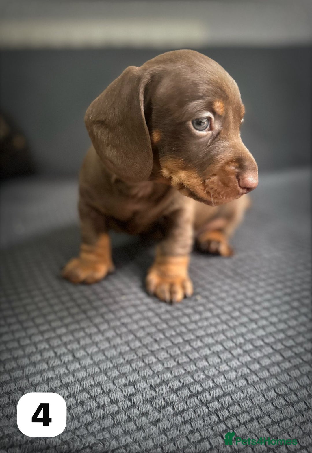 Dachshund dogs for sale: GORGEOUS DACHSHUNDS PUPPIES - Image 29