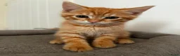 Siberian cats for sale: Beautiful Mix Siberian Kitten - Advert 11