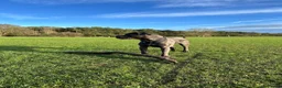 Cane Corso dogs for stud: Cane Corso A class pedigree  in Stevenage - Advert 1