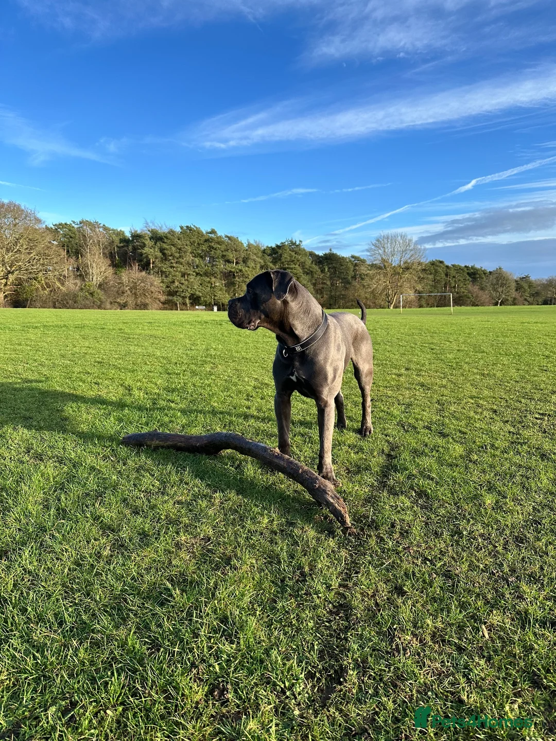 Cane Corso dogs for stud: Cane Corso A class pedigree  in Stevenage - Advert 1