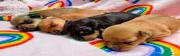 Mixed Breed dogs for sale: Adorable Tiny Pinscher x Chihuahua puppies - Advert 1