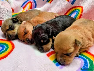Mixed Breed dogs for sale: Adorable Tiny Pinscher x Chihuahua puppies - Advert 1
