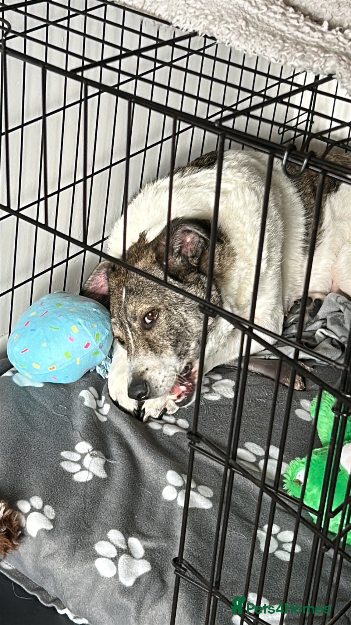 Mixed Breed dogs for sale: Rehoming my beautiful Ozzy - Advert 3