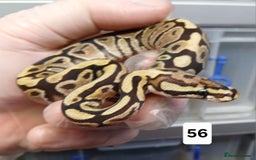 Python Snake reptiles for sale: Hatchling Royal Python's  - Image 33