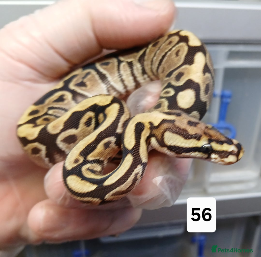 Python Snake reptiles for sale: Hatchling Royal Python's  - Image 33